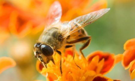 Укус бджоли – перша допомога та поради, як діяти в такій ситуації