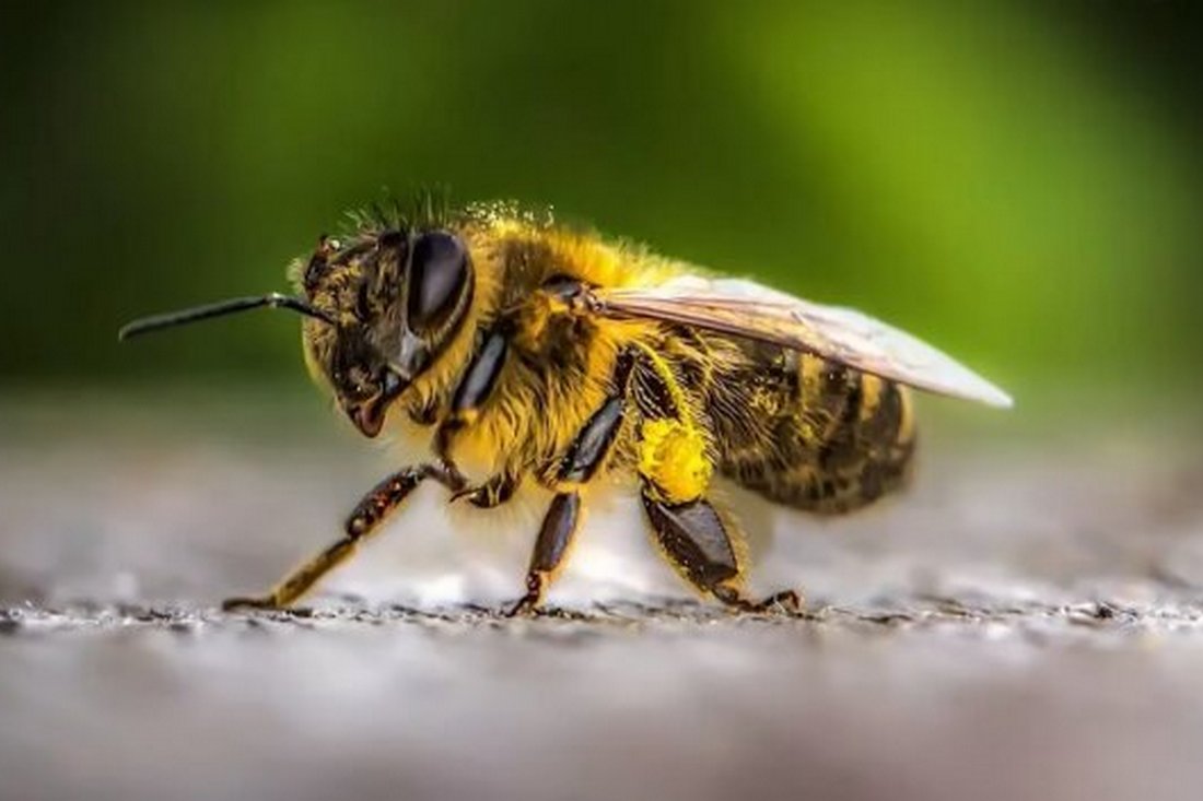 Укус бджоли – перша допомога та поради, як діяти в такій ситуації