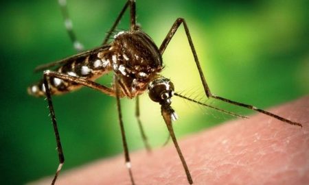 Укус комара перша допомога і догляд за раною після укусу