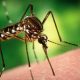 Укус комара перша допомога і догляд за раною після укусу