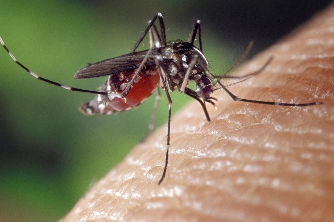 Укус комара перша допомога і догляд за раною після укусу комахи