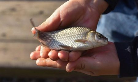 в Україні діє заборона на вилов риби деяких видів