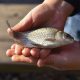 в Україні діє заборона на вилов риби деяких видів