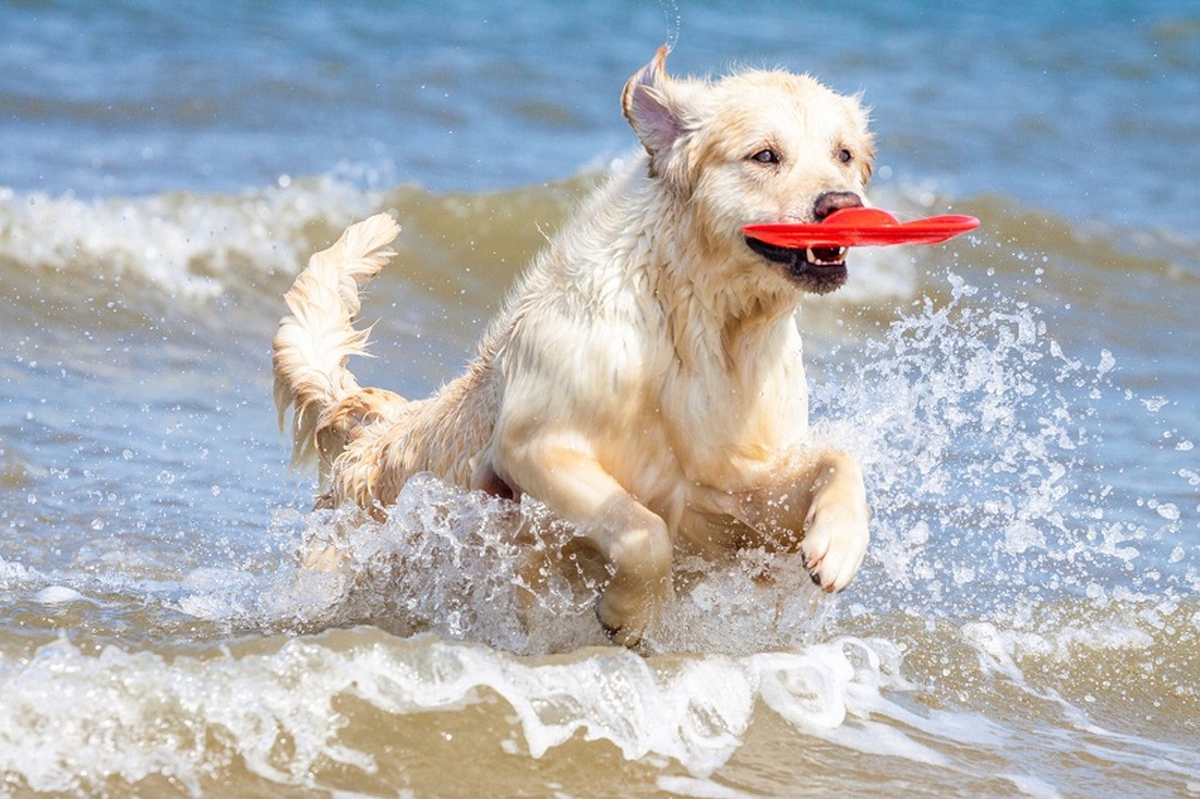 Чи можна брати собаку на пляж які заборони та правила безпеки діють