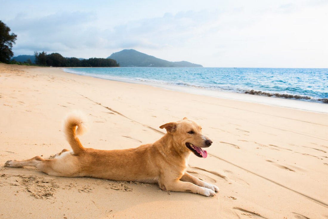 Чи можна брати собаку на пляж які заборони та правила безпеки