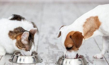 Як правильно вибрати посуд для тварини які миски не варто купувати