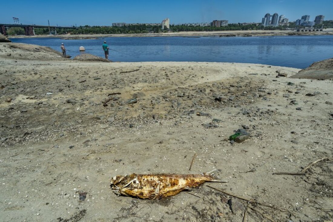 Мертва риба на березі у Запоріжжі