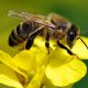 Укус бджоли – що буде, якщо не витягнути жало, і як надати першу допомогу