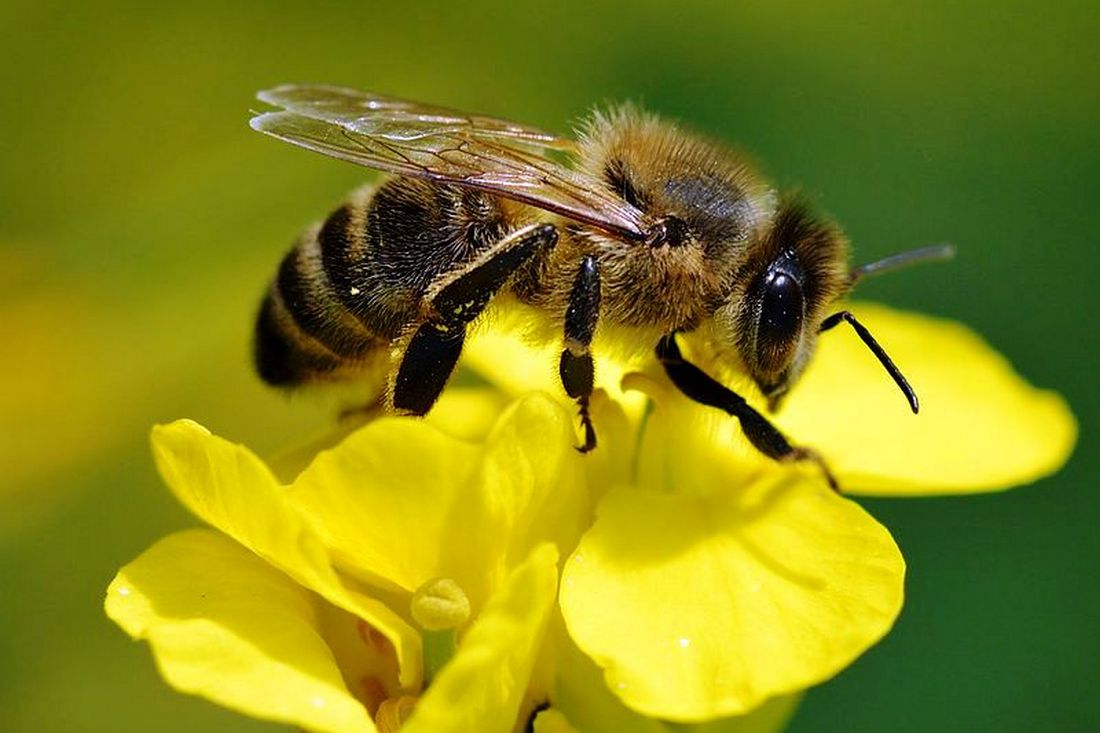 Укус бджоли – що буде, якщо не витягнути жало, і як надати першу допомогу