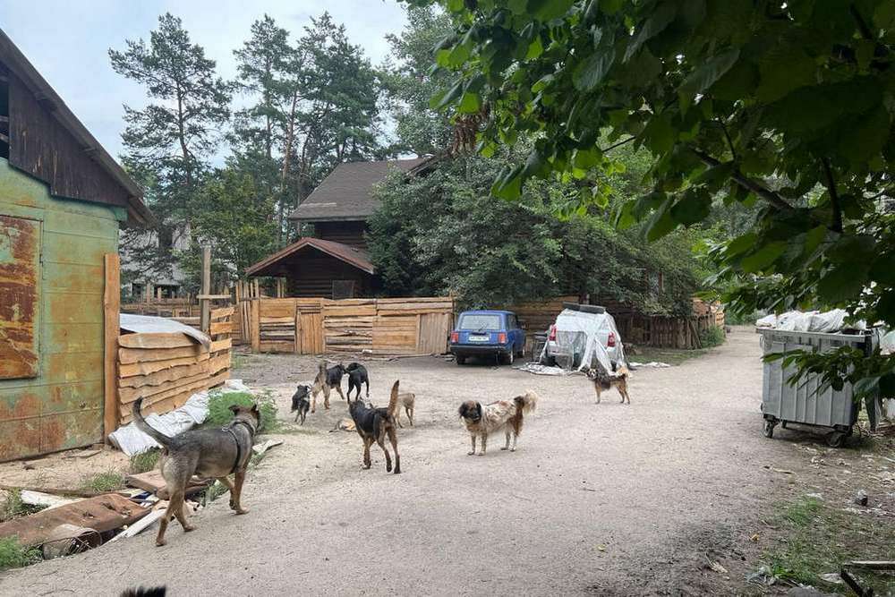 Власниця притулку для собак на Київщині знущалася над тваринами (фото)