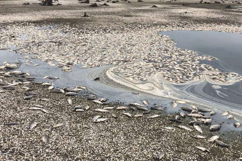 Загибель водних біоресурсів в районі протоки Прірва, с. Лисогірка, Запорізької області