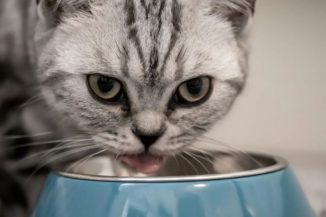 Як правильно вибрати посуд для тварини - які миски не варто купувати