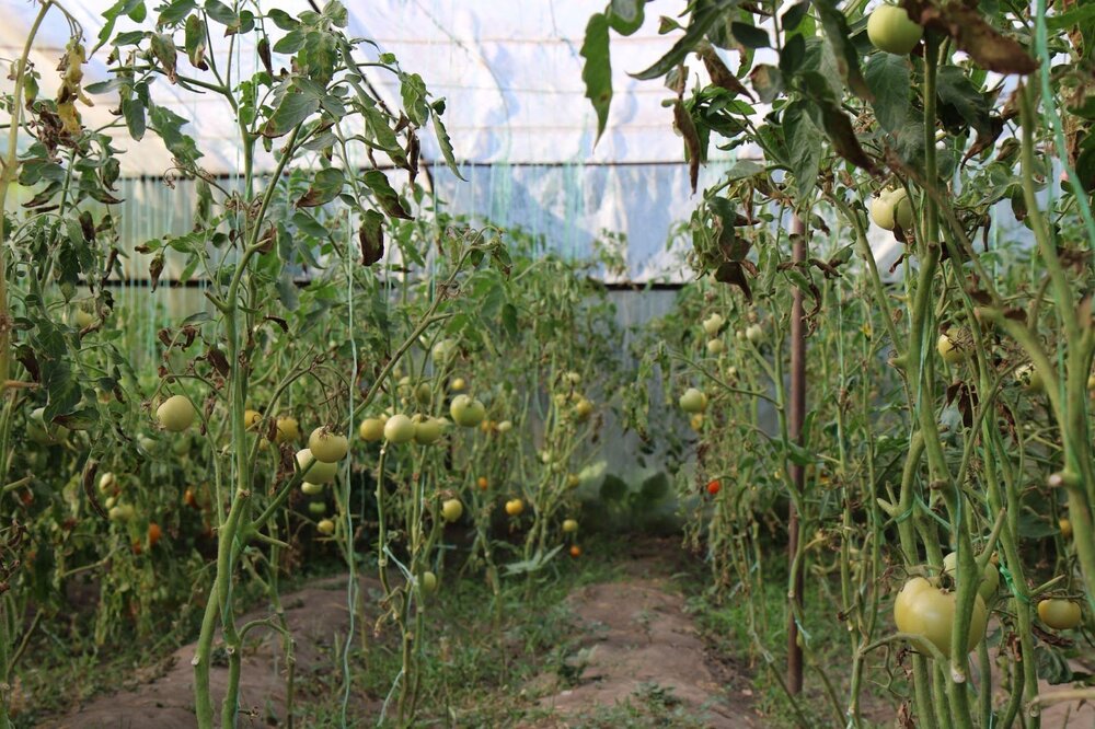 помідори. як живе Нікополь після зникнення Каховського водосховища