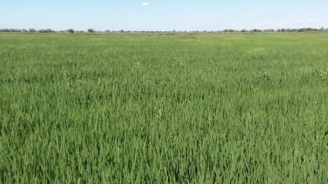 рисове поле на Херсонщині