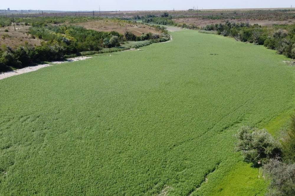 Замість Каховського водосховища зелені ріки. Чому екологи проти відновлення ГЕС 5
