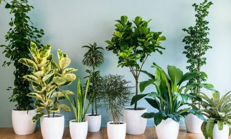 кімнатні рослини які зменшують стрес