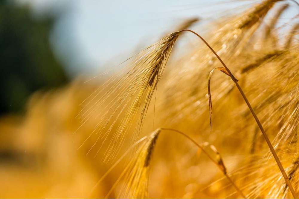 ЄС скасовує «зерновий бан» для України, але певні обмеження будуть
