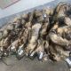 Громадянин Польщі намагався ввезти в Україну 20 шкурок єнота під виглядом гумдопомоги