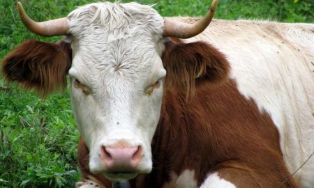 Через ДТП на Одещині на жінку впала корова і травмувала її – що відомо про подію