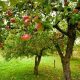Чим полити яблуню, щоб взимку її не знищили шкідники