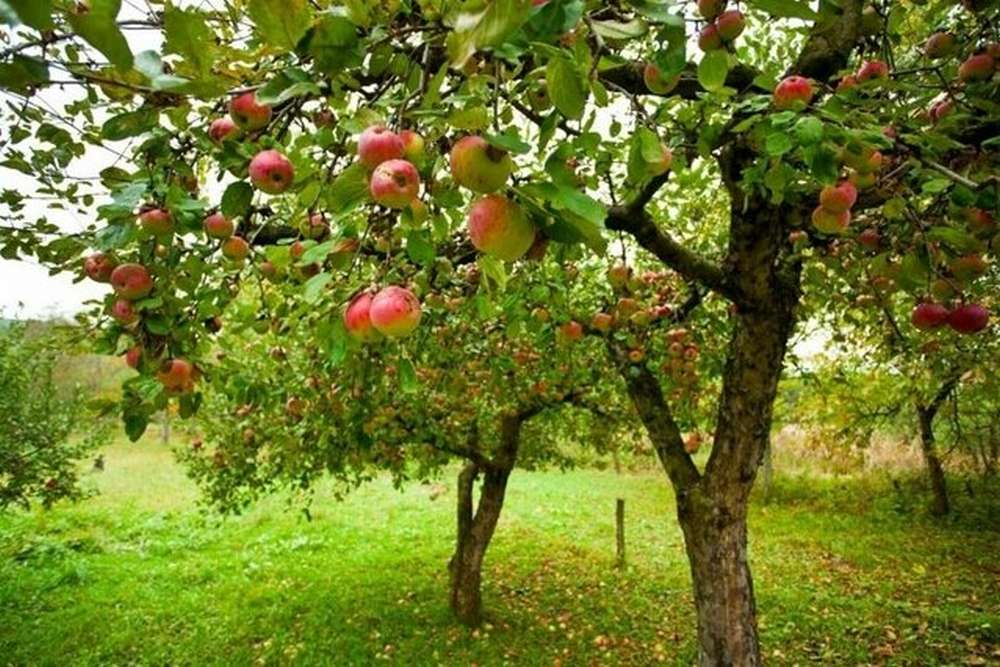 Чим полити яблуню, щоб взимку її не знищили шкідники