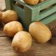 Де і як зберігати картоплю в домашніх умовах довгий час – корисні поради