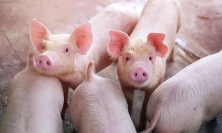 У Києві зафіксували спалах африканської чуми свиней оголошено карантин в одному з районів1