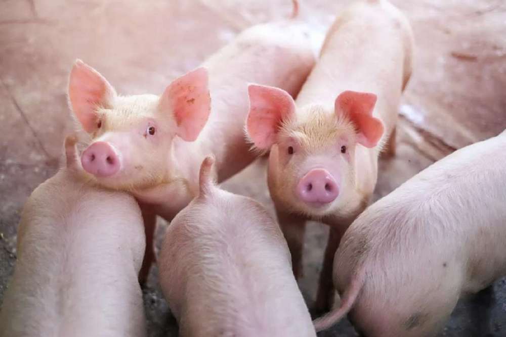 У Києві зафіксували спалах африканської чуми свиней оголошено карантин в одному з районів1