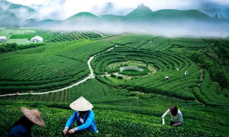 чайні плантації