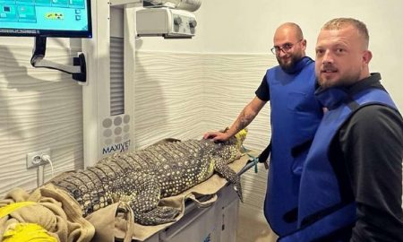 У Львові прооперують евакуйованого із Запоріжжя крокодила, який вкусив себе за лапу