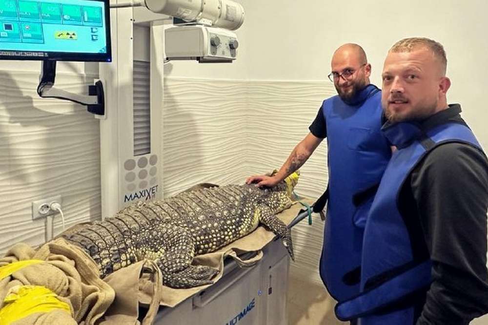 У Львові прооперують евакуйованого із Запоріжжя крокодила, який вкусив себе за лапу