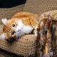 Як відучити кота дряпати меблі