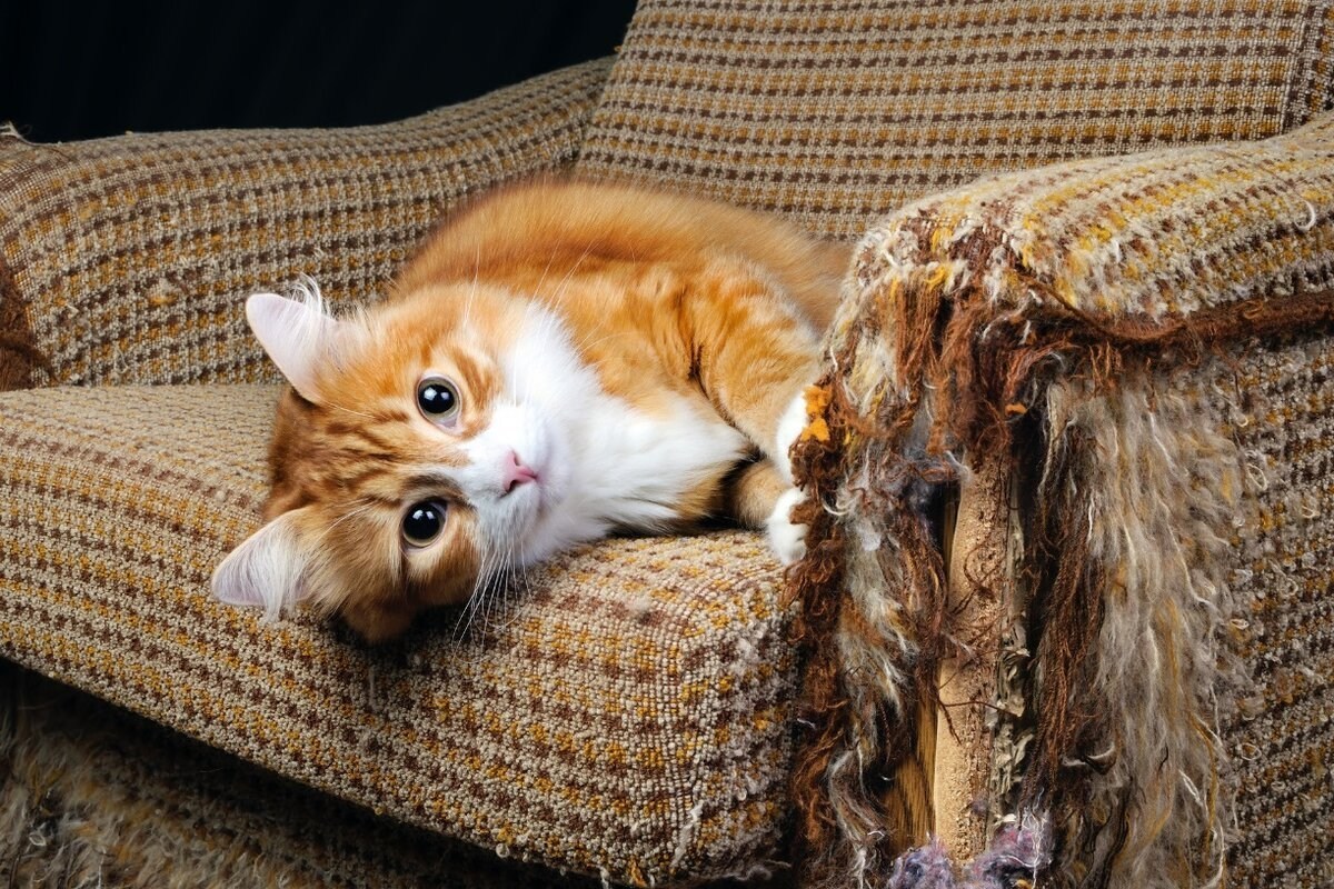 Як відучити кота дряпати меблі