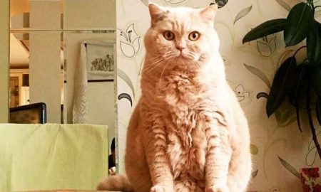 Помер легендарний український кіт-синоптик (фото)