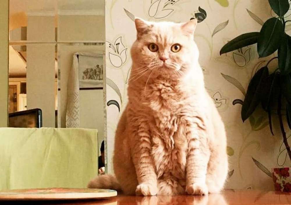 Помер легендарний український кіт-синоптик (фото)