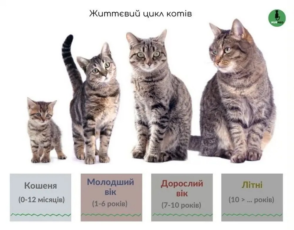 Як визначити вік кота та який він за людськими мірками2