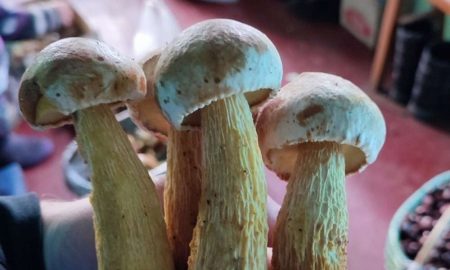 Новий вид грибів помітили в Україні чи можна їх їсти