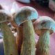 Новий вид грибів помітили в Україні чи можна їх їсти