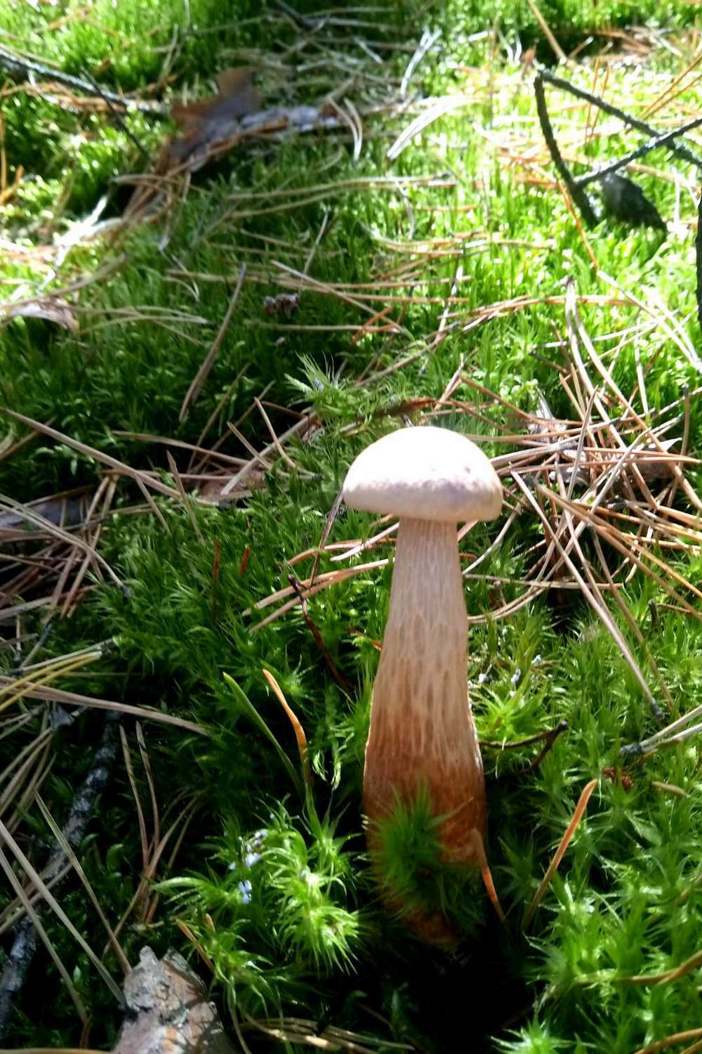 Новий вид грибів помітили в Україні чи можна їх їсти (фото)