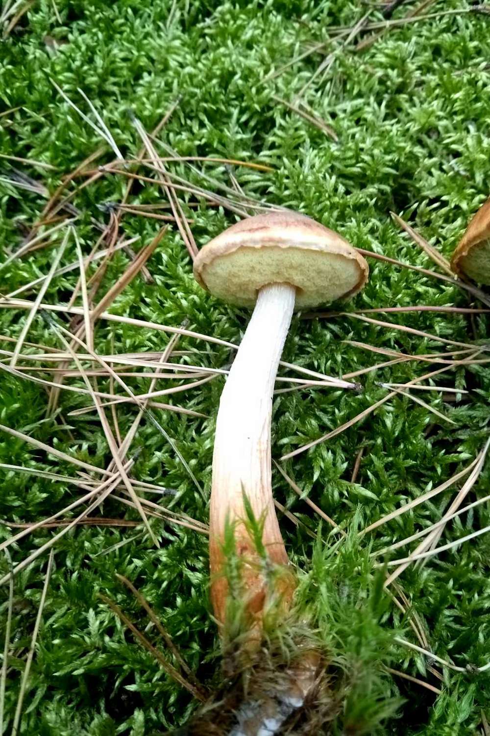 Новий вид грибів помітили в Україні чи можна їх їсти (фото)1