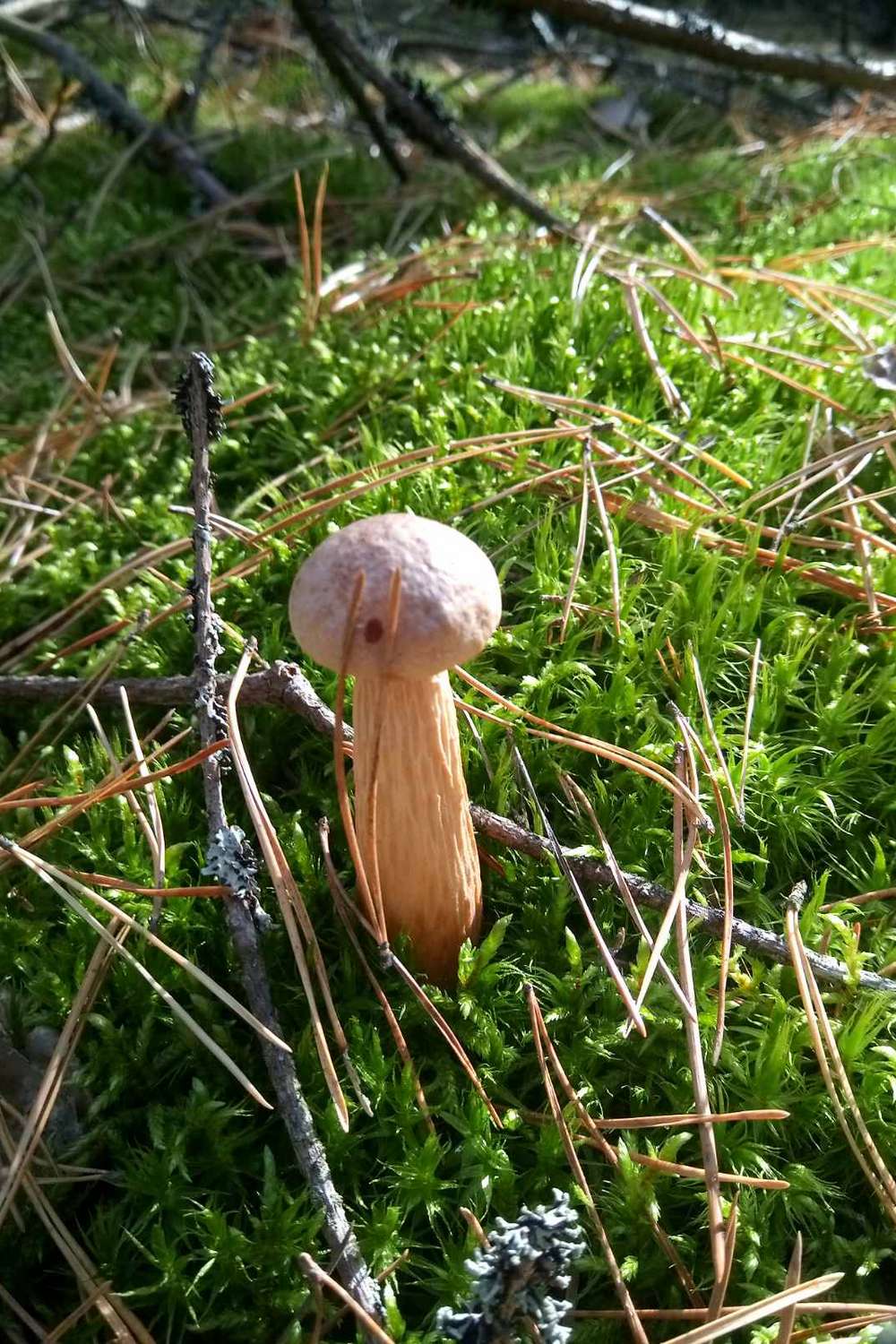 Новий вид грибів помітили в Україні чи можна їх їсти (фото)2