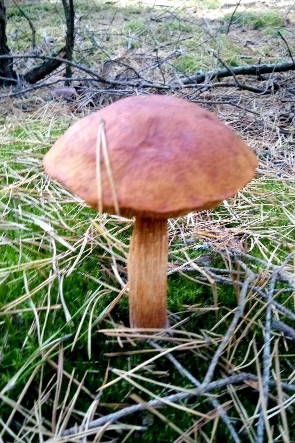 Новий вид грибів помітили в Україні чи можна їх їсти (фото)3
