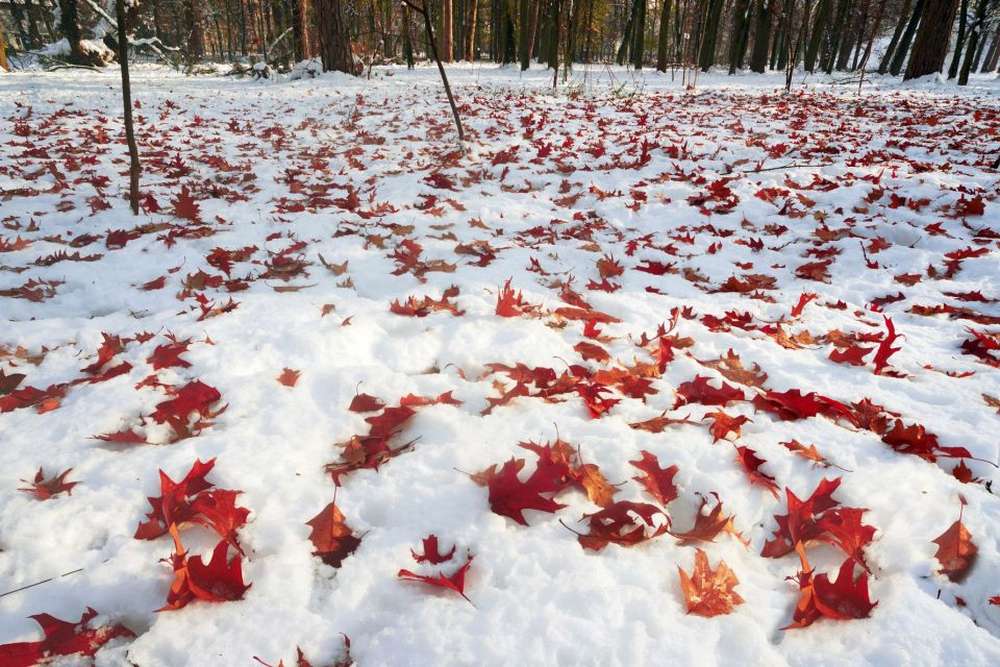 В Україну йде перший сніг: приготуватися 8 областям