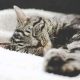 Чекала на господарів люди на сході України покинули кішку, тварина померла на їхньому ліжку