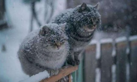 Коли чекати на перший сніг в Україні – синоптик дала прогноз1