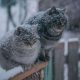 Коли чекати на перший сніг в Україні – синоптик дала прогноз1