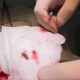Лікарі дістали з серця 4-річної дівчинки уламок російської міни – що відомо про операцію (відео)