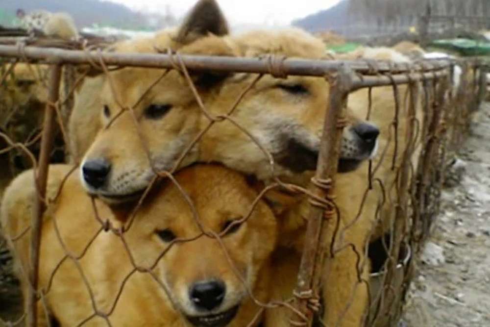 У Південній Кореї заборонять їсти собак