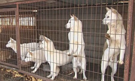 У Південній Кореї заборонять їсти собак1