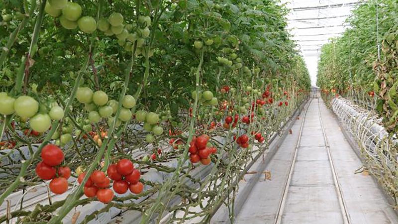 На Львівщині овочі вирощуватимуть в теплицях, які обігріватимуться теплом надр Землі